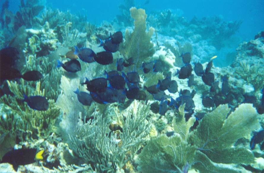 Discover Scuba Diving — photo 1