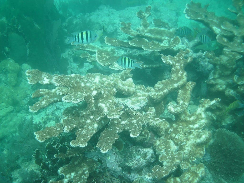 Open Water Diver — photo 1