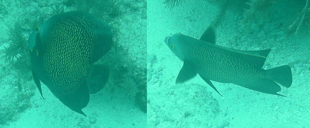 Discover Scuba Diving — photo 2