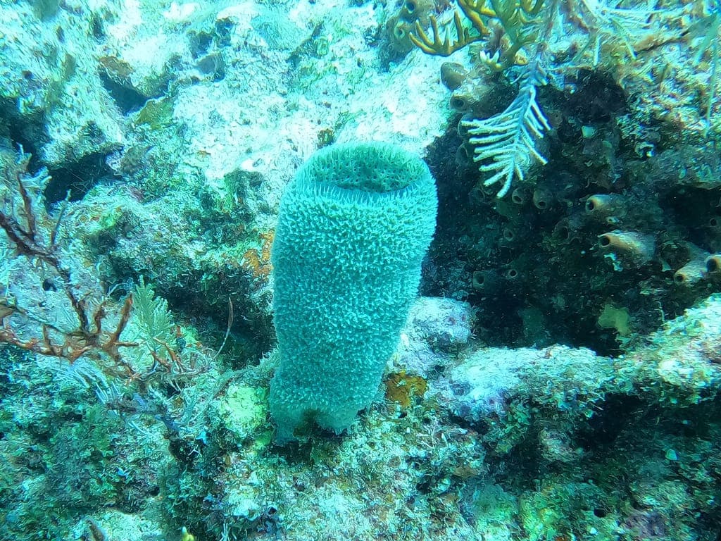 Peak Performance Buoyancy — photo 2